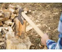 Top-Rated Stump Removal Adelaide | Same-Day Service