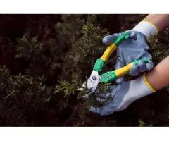 Tree Maintenance Adelaide | Affordable Local Arborists