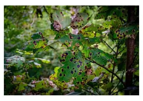 Advice & Solutions – Silver Birch Tree Problems in Australia