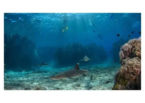 Experience the Thrill: Snorkel with Sharks in Fiji's Crystal Waters