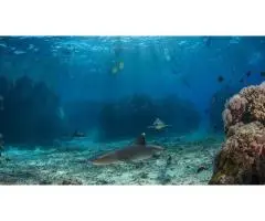 Experience the Thrill: Snorkel with Sharks in Fiji's Crystal Waters