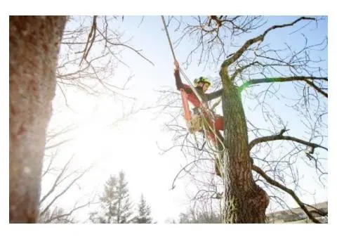 Tree Removal North Shore