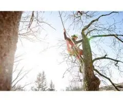 Tree Removal North Shore