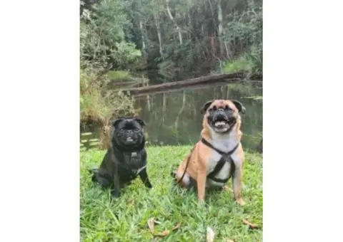 Relax in Pet-Friendly Cottages Near Atherton by the Riverside