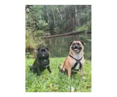 Relax in Pet-Friendly Cottages Near Atherton by the Riverside