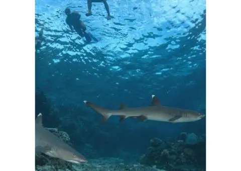 Snorkel with Sharks in Fiji – Thrilling, Safe & Unforgettable Ocean Adventure