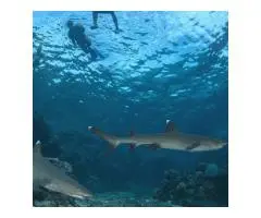 Snorkel with Sharks in Fiji – Thrilling, Safe & Unforgettable Ocean Adventure
