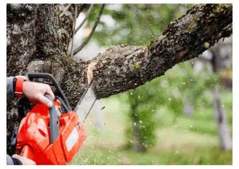 Professional Tree Removal in Adelaide – Safe, Fast & Affordable!