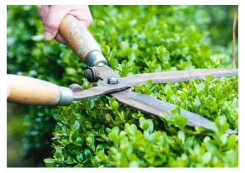 Best Tree Removal in Adelaide SA