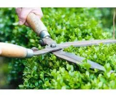 Best Tree Removal in Adelaide SA