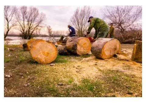 Affordable Tree Removal Contractors Near You | Taylors Tree and Stump Removal