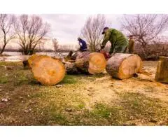 Affordable Tree Removal Contractors Near You | Taylors Tree and Stump Removal