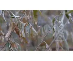 Eucalyptus Leaf Disease Help