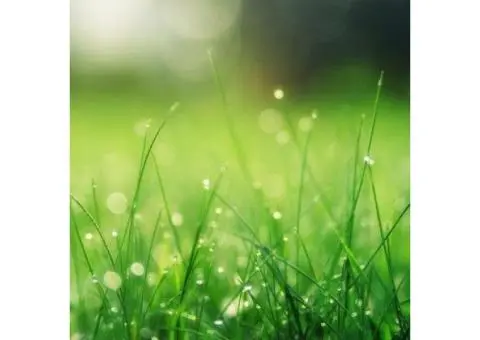 Transform Your Adelaide Garden with Kikuyu Grass Today