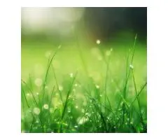 Transform Your Adelaide Garden with Kikuyu Grass Today