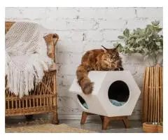 Best Cat Boarding in Melbourne – Comfort & Care for Your Feline Friend
