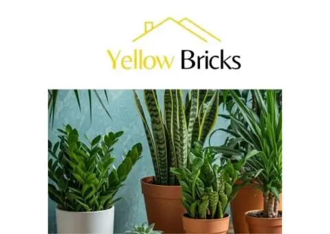 Low Light Indoor Plants to Brighten Dim Spaces