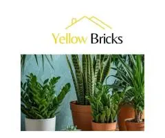 Low Light Indoor Plants to Brighten Dim Spaces