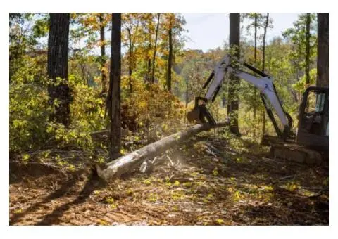 Affordable Stump Removal Services in Melbourne – Taylors Tree & Stump Removal