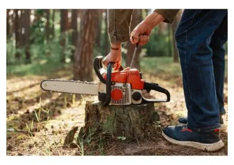 Qualified Arborists for Tree Removal Services in Gold Coast - Tree Essence