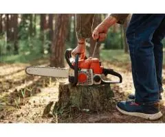 Qualified Arborists for Tree Removal Services in Gold Coast - Tree Essence