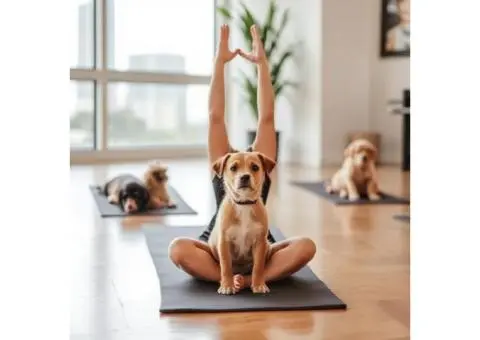 Stretch, smile, snuggle: Brisbane puppy yoga edition
