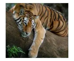 How Can You Experience the Best India Wildlife Safari Tours from Sydney?