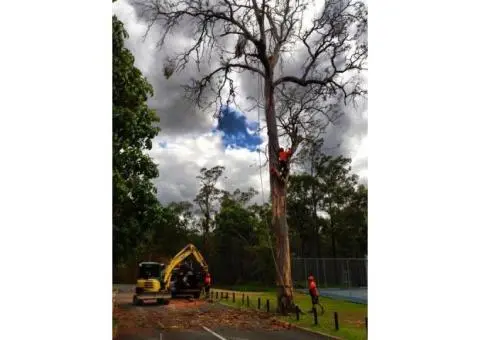Tree Lopping Services Brisbane