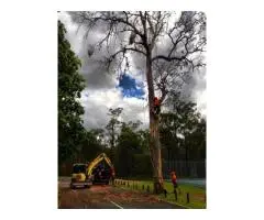 Tree Lopping Services Brisbane