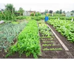 Discover the Best Organic Fertiliser in Australia for Healthier Soil