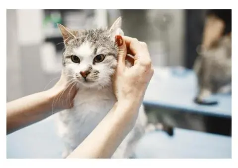 Most Reliable Cat Groomers in Arundel