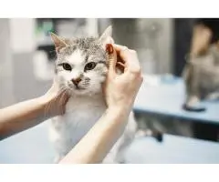 Most Reliable Cat Groomers in Arundel