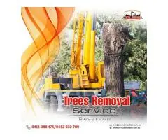 Witness Safe and Reliable Trees Removal Service for Any Property