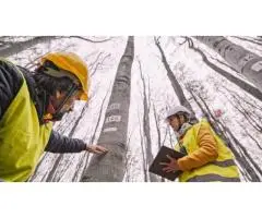 Tree Removal Permit Cost Made Easy with Taylors Tree and Stump Removal Experts