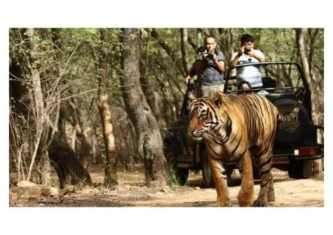 Want to Experience the Majesty of Tigers on a Ranthambore Safari from Melbourne?