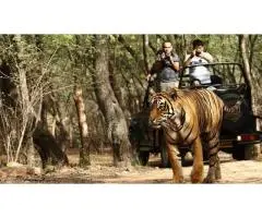 Want to Experience the Majesty of Tigers on a Ranthambore Safari from Melbourne?