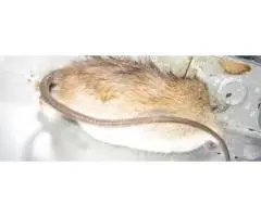 Professional Dead Animal Removal Services in Sunbury - True Pest Control