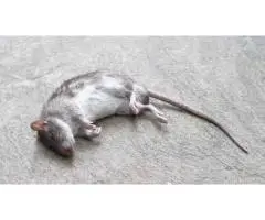 Professional Dead Animal Removal Services in Glen Iris - True Pest Control