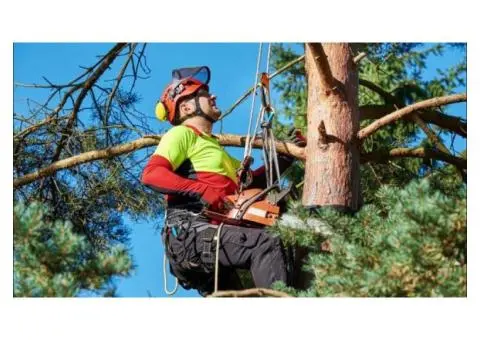 Professional Arborist Tree Removal Services – Safe, Fast & Affordable