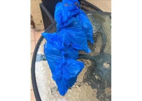 Bulk Eco Dog Poop Bags at Unbeatable Prices - 4/4