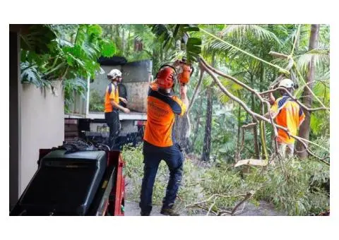 Hire an Experienced Arborist in Sydney
