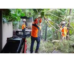 Hire an Experienced Arborist in Sydney