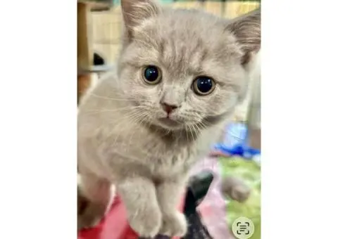 British shorthair kittens - 1/5