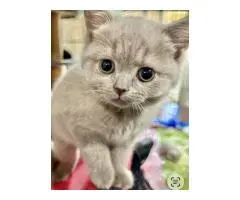 British shorthair kittens
