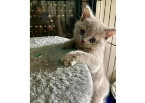 British shorthair kittens - 2/5