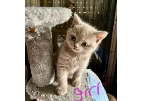 British shorthair kittens - 3/5