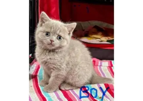 British shorthair kittens - 4/5