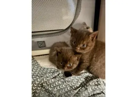 British shorthair kittens - 5/5