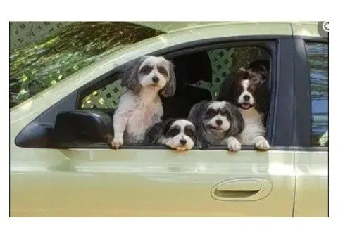 Your Perfect Escape with Our Pet Friendly Cottages in Atherton