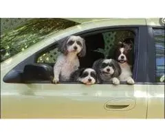 Your Perfect Escape with Our Pet Friendly Cottages in Atherton